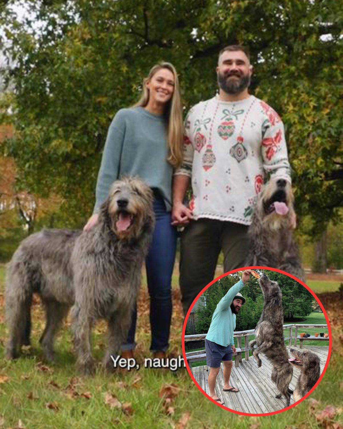 Cover Image for Jason Kelce insists his massive Irish Wolfhounds, Winnie and Baloo, are ‘very loving’ and ‘incredibly gentle’, despite towering over the 6-foot-3 NFL star… but warns they ‘hate being away from their owners’